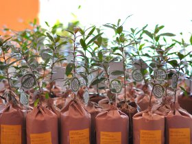 Distribution of Kumbuk Trees for new Loyolians
