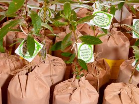 Distribution of Kumbuk Trees for new Loyolians