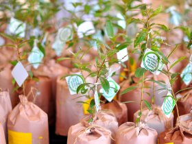 Distribution of Kumbuk Trees for new Loyolians