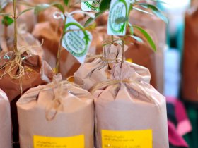 Distribution of Kumbuk Trees for new Loyolians