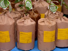 Distribution of Kumbuk Trees for new Loyolians