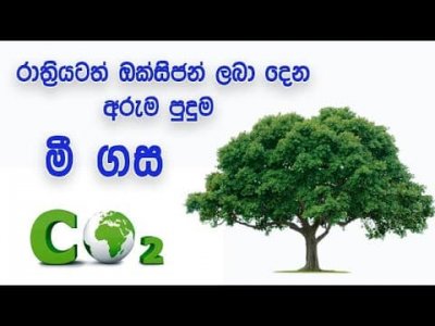 Distribution of Mee Trees for Primary Students