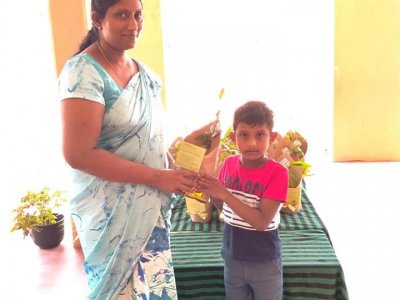 Distribution of Mee Trees for Primary Students