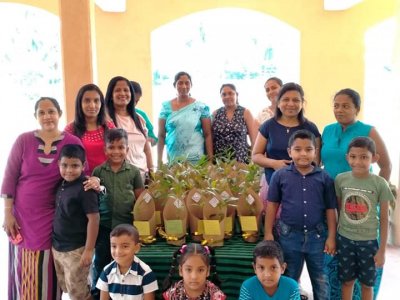 Distribution of Mee Trees for Primary Students