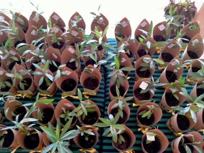 Distribution of Mee Trees for Primary Students